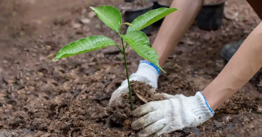 Objetivo 15: Vida de Ecosistemas Terrestres